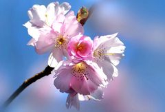 Kirschblüte