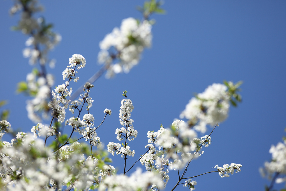 Kirschblüte