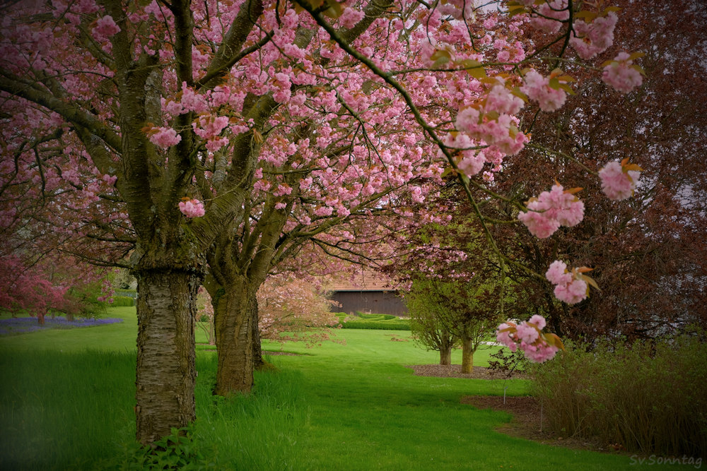 Kirschblüte