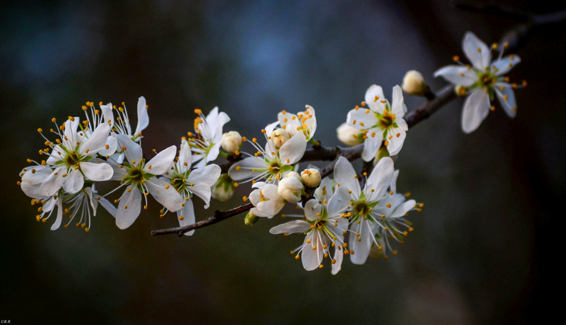 Kirschblüte