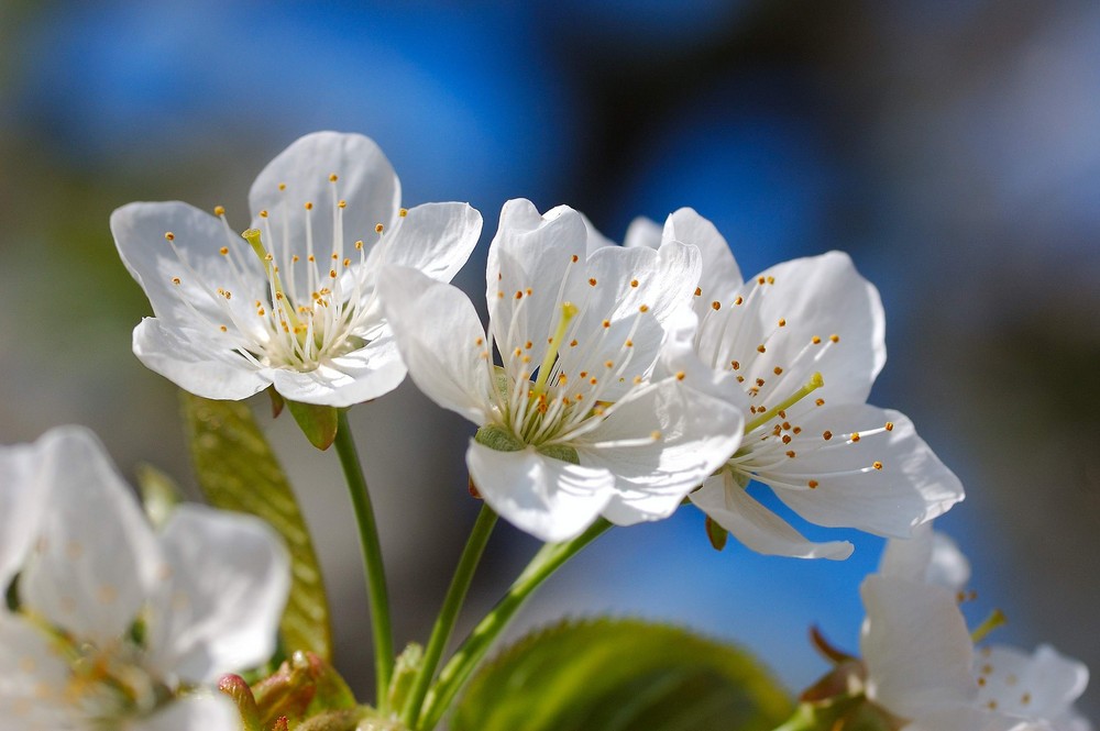 Kirschblüte