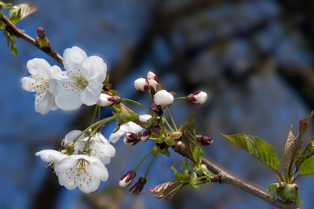 Kirschblüte