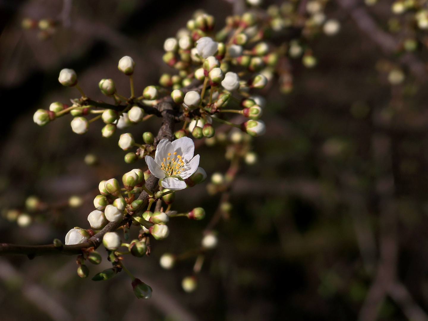 Kirschblüte