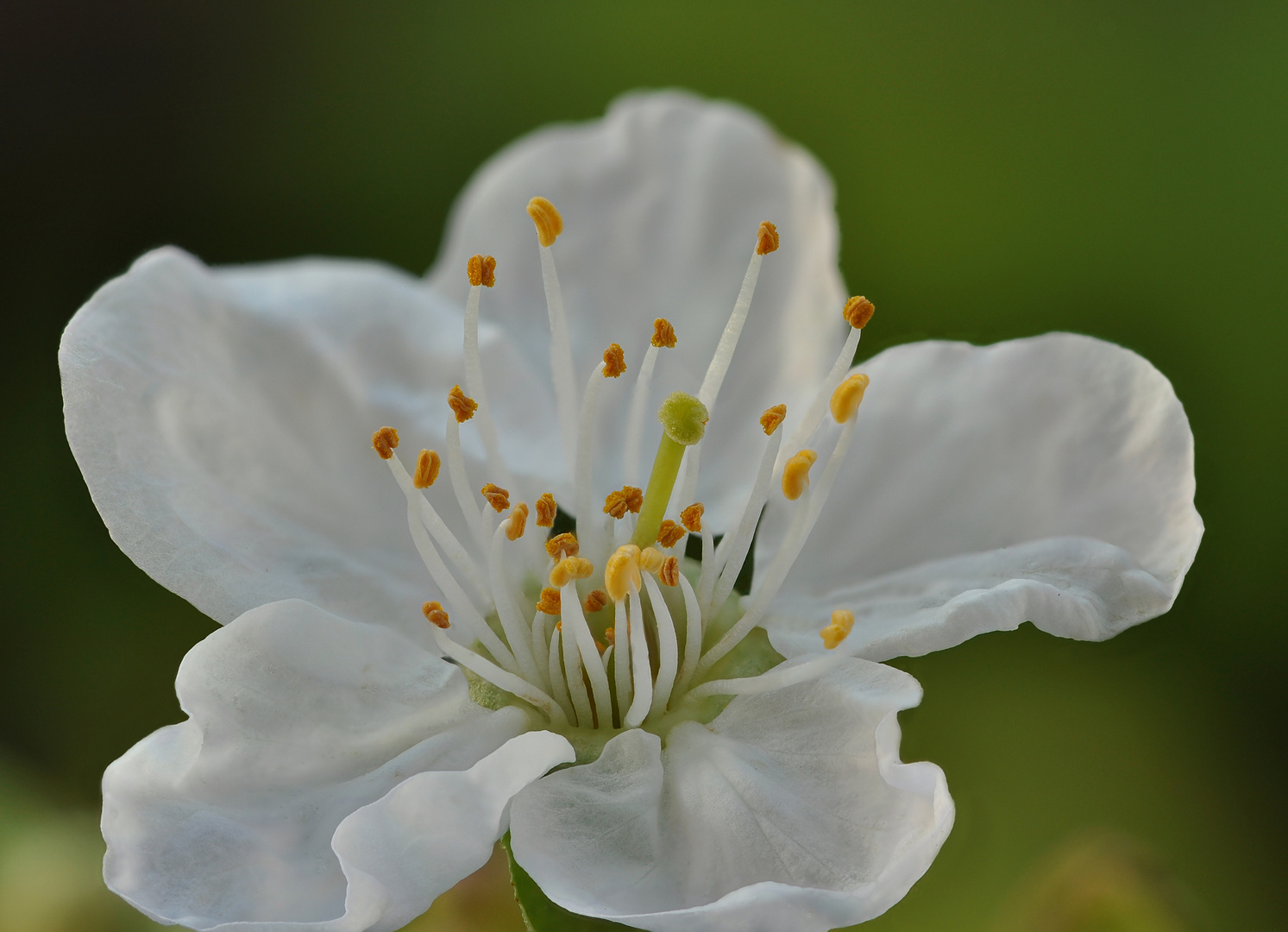 kirschblüte