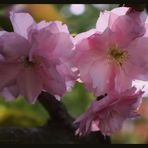 Kirschblüte*