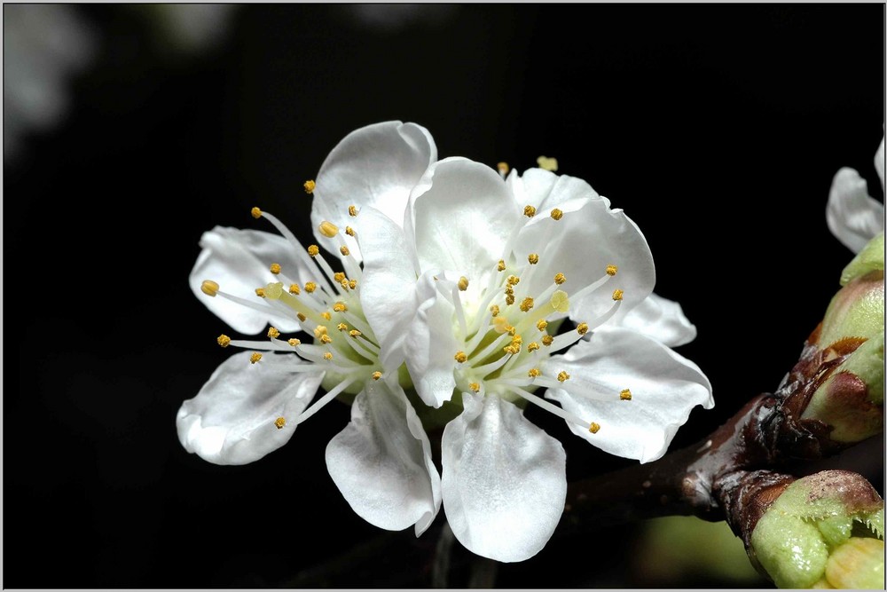 Kirschblüte