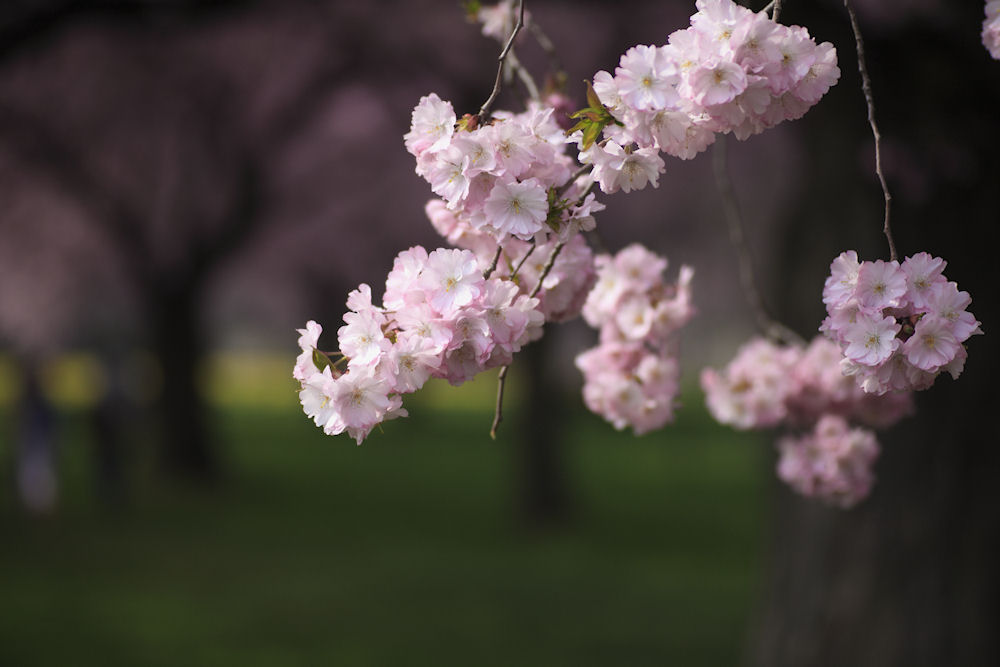 Kirschblüte