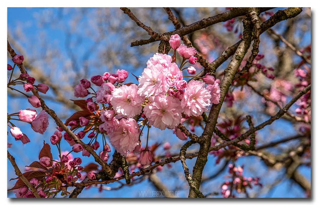 Kirschblüte