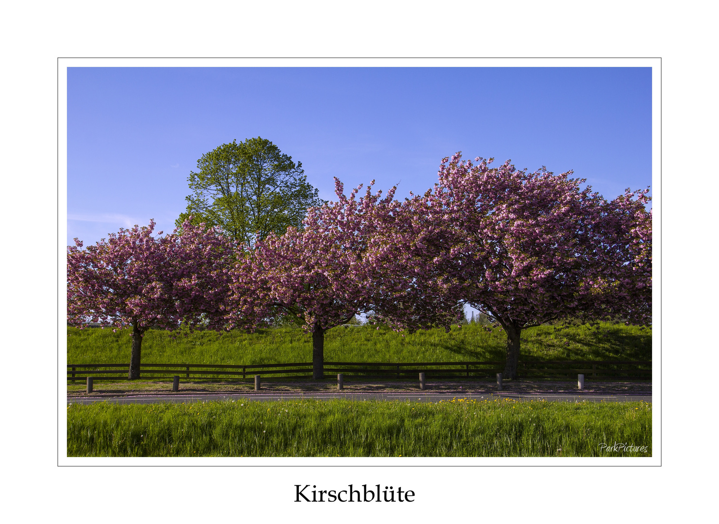 Kirschblüte