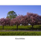 Kirschblüte