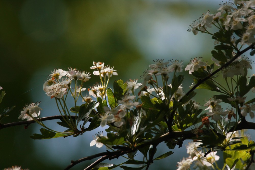 KIR(S)CHBLÜTE