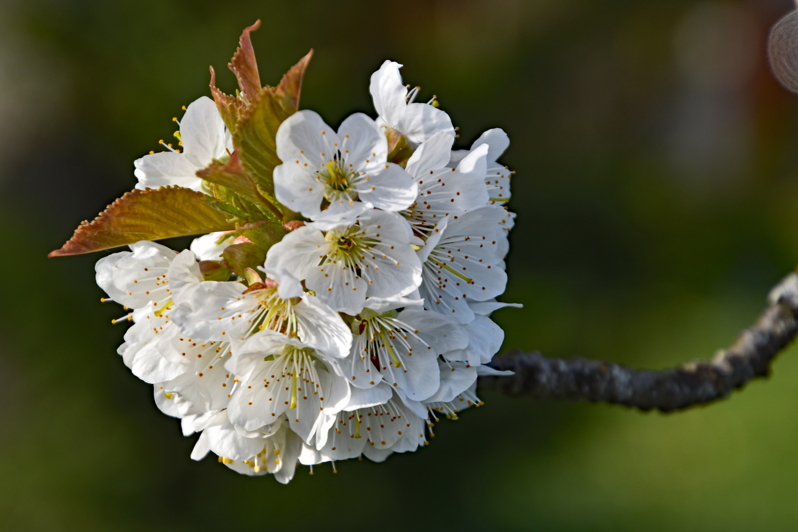 Kirschblüte