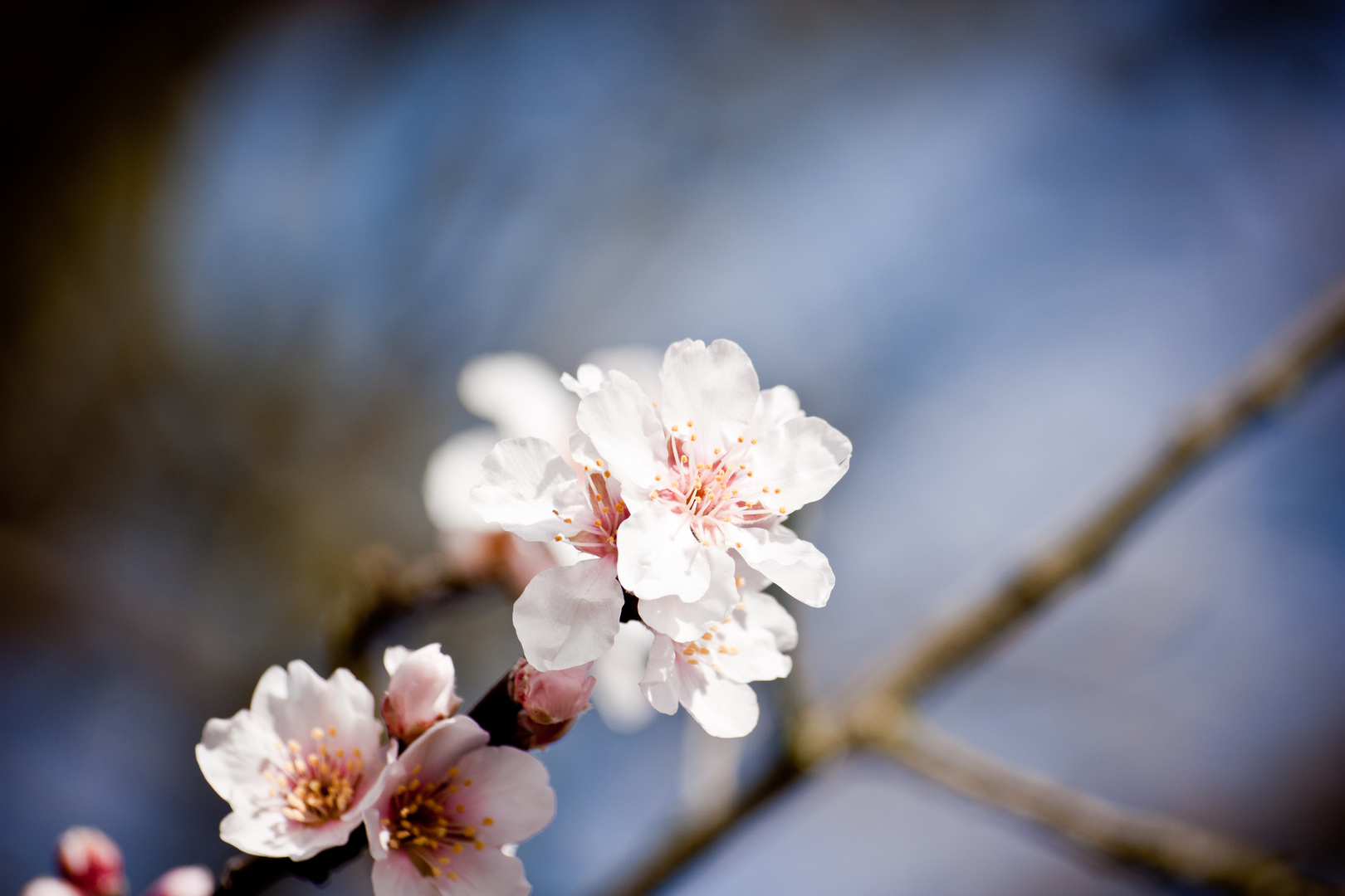 Kirschblüte