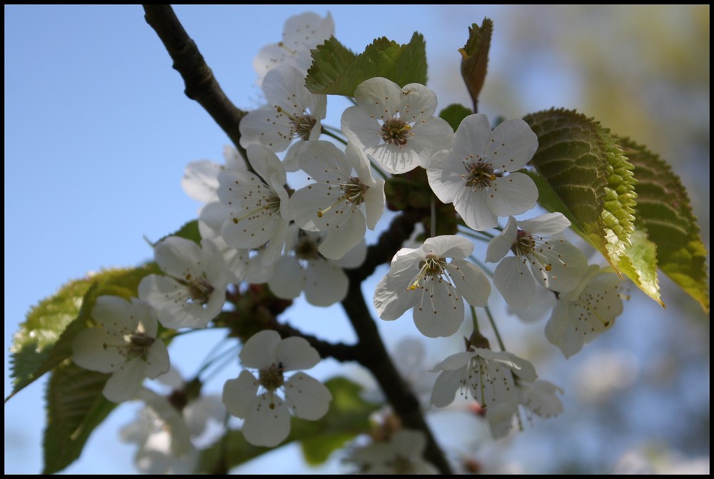 Kirschblüte