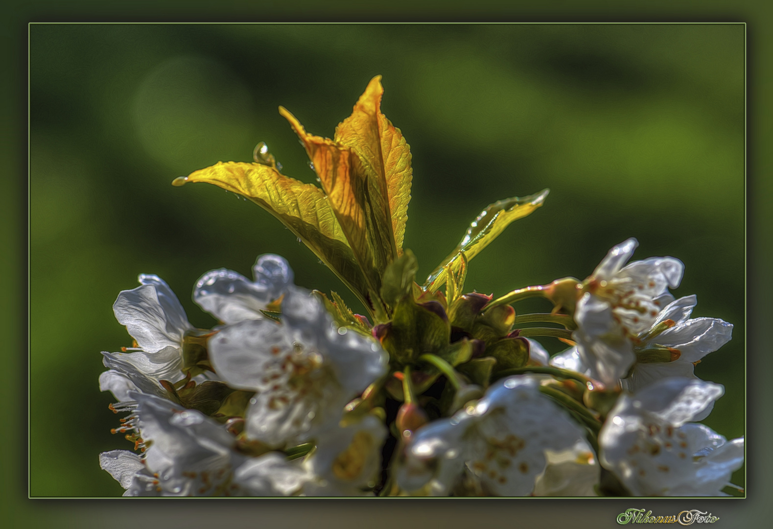  Kirschblüte