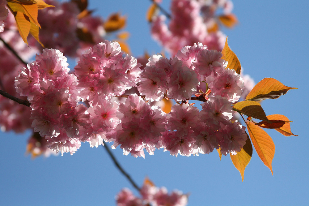 Kirschblüte