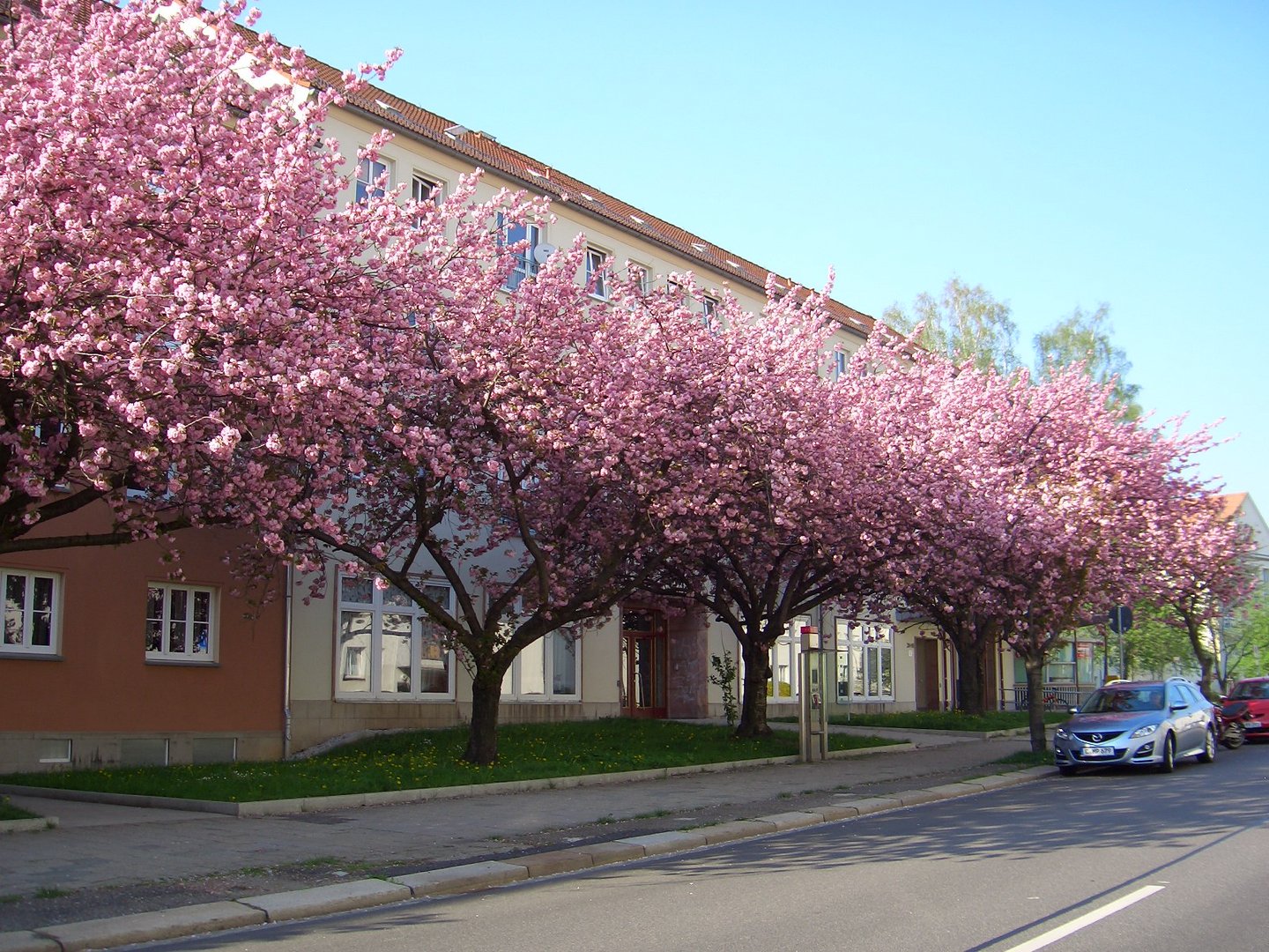 Kirschblüte