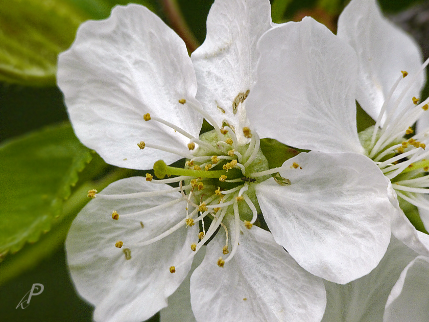 Kirschblüte