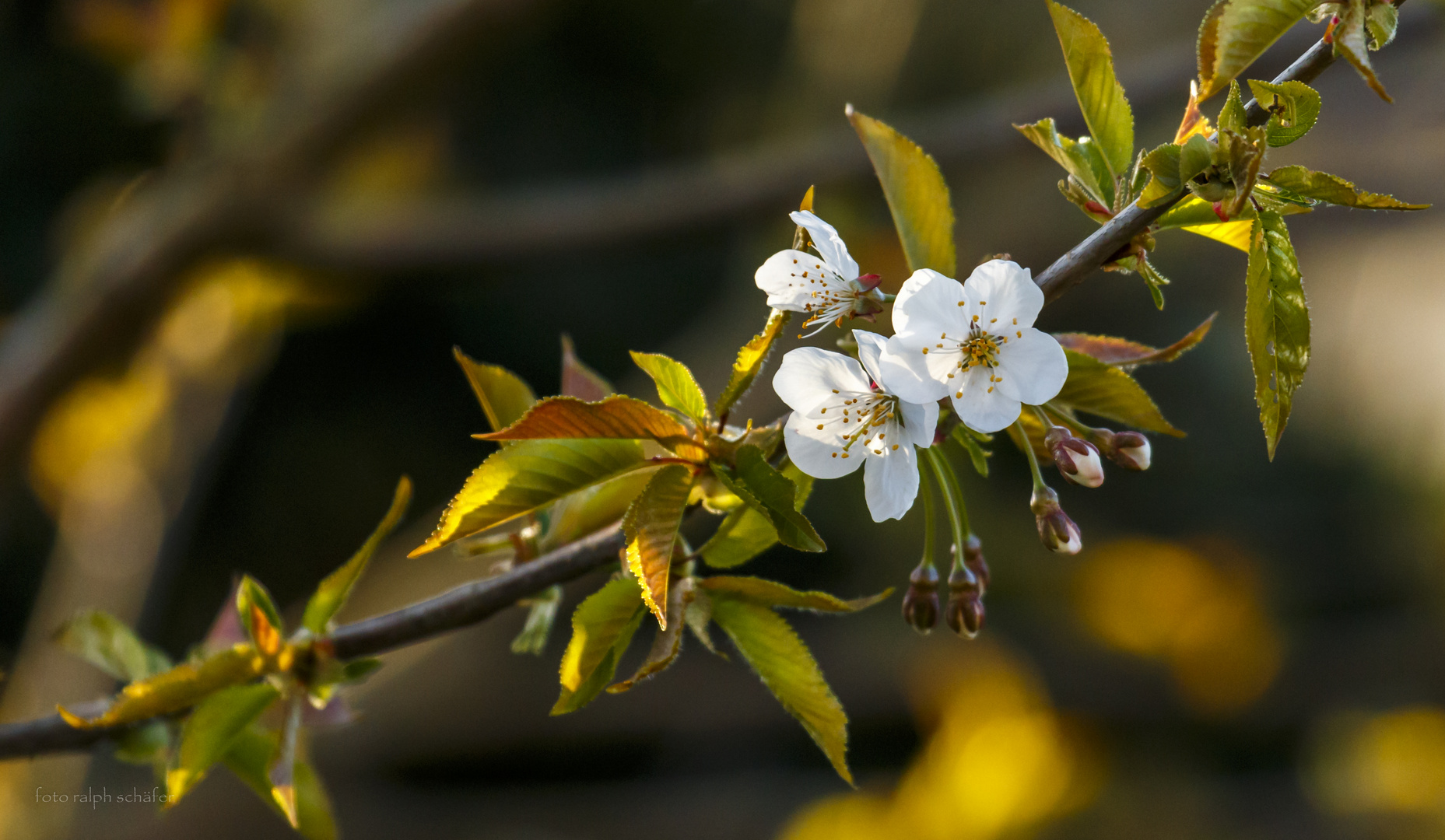 Kirschblüte