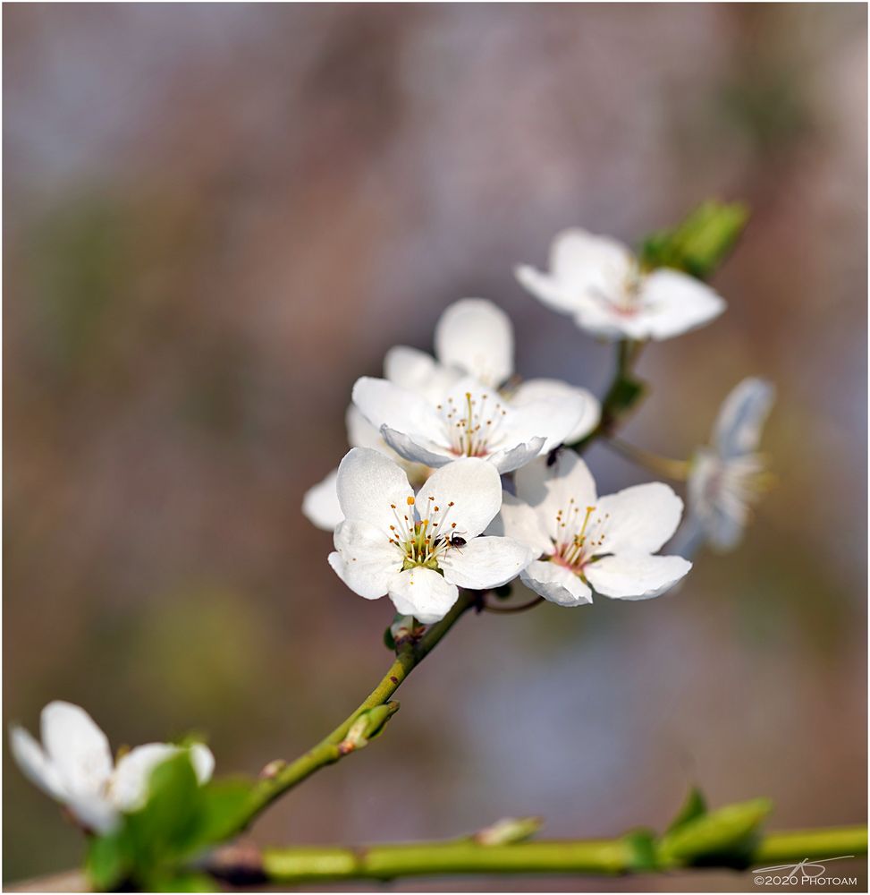 Kirschblüte