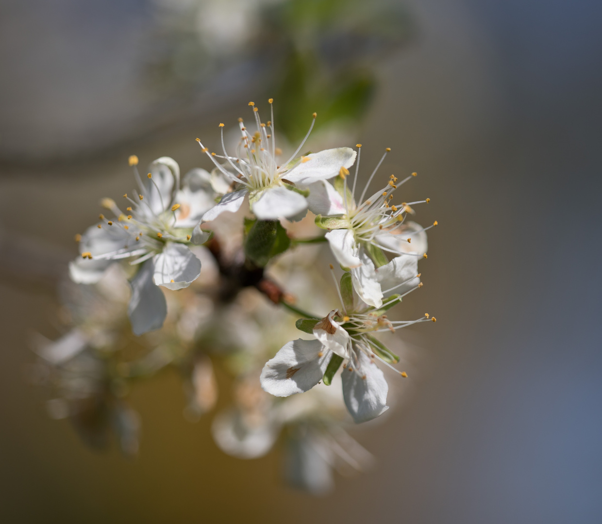 Kirschblüte