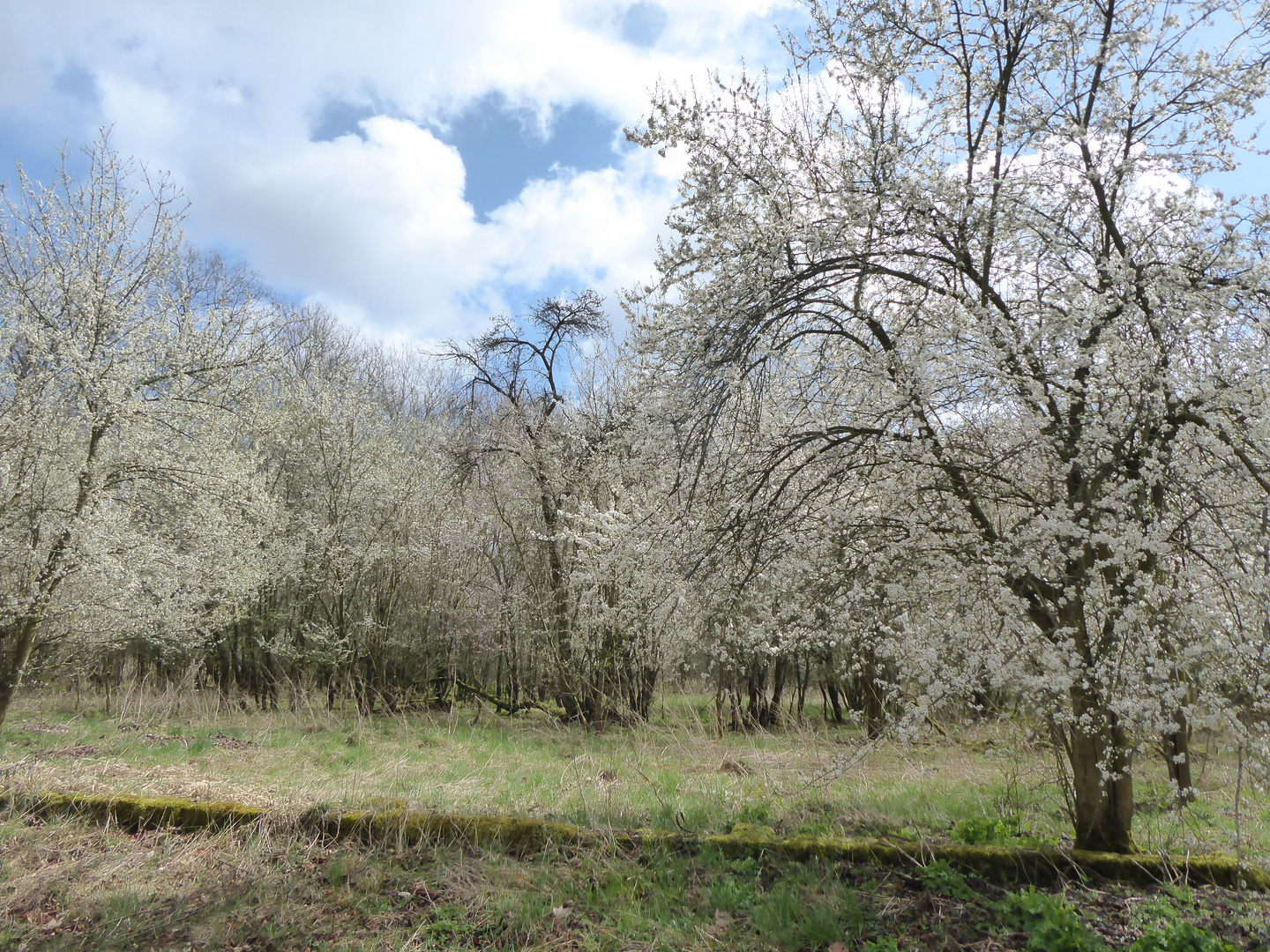 Kirschblüte