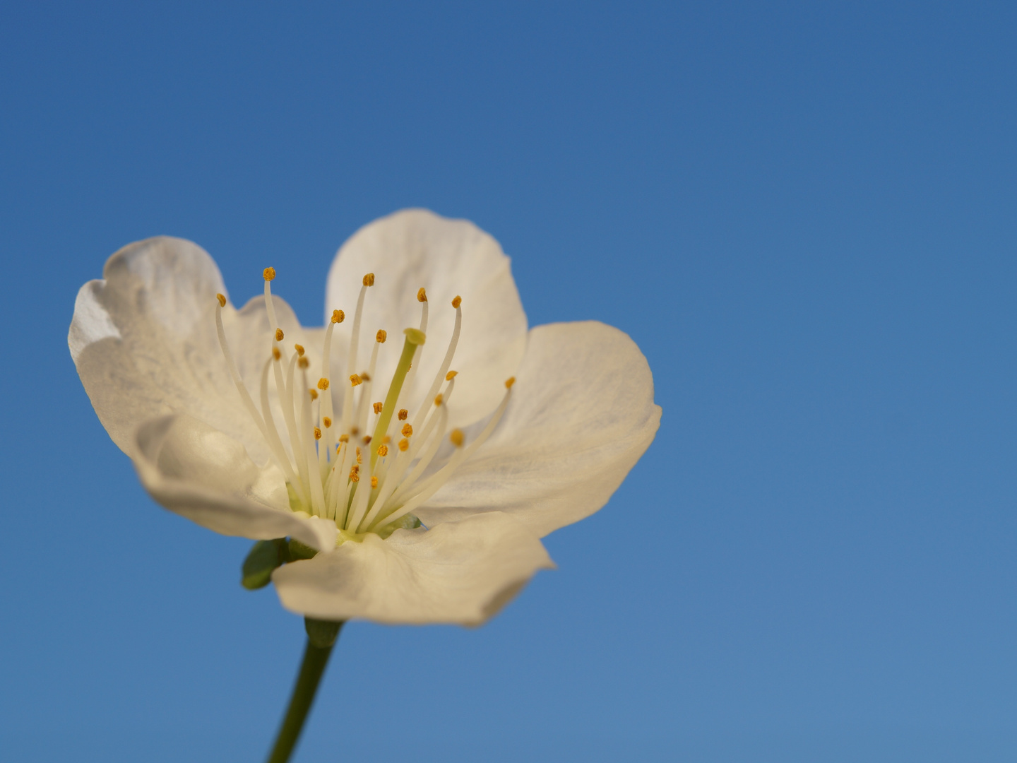 Kirschblüte