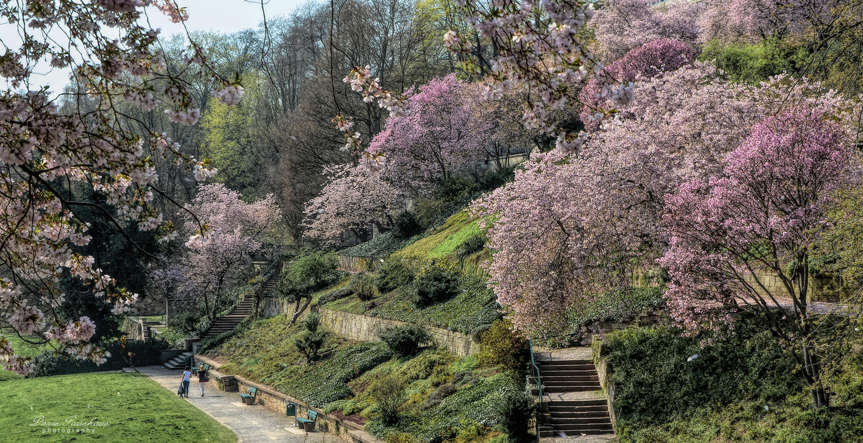 Kirschblüte.....