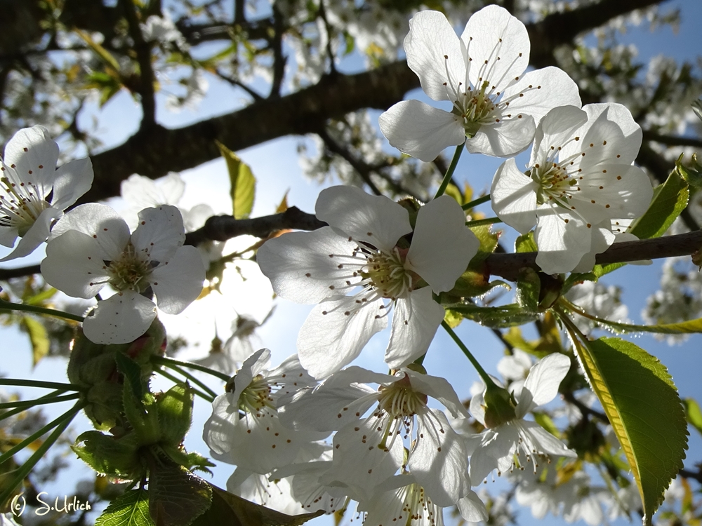 Kirschblüte