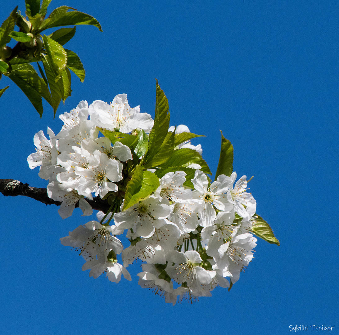 Kirschblüte