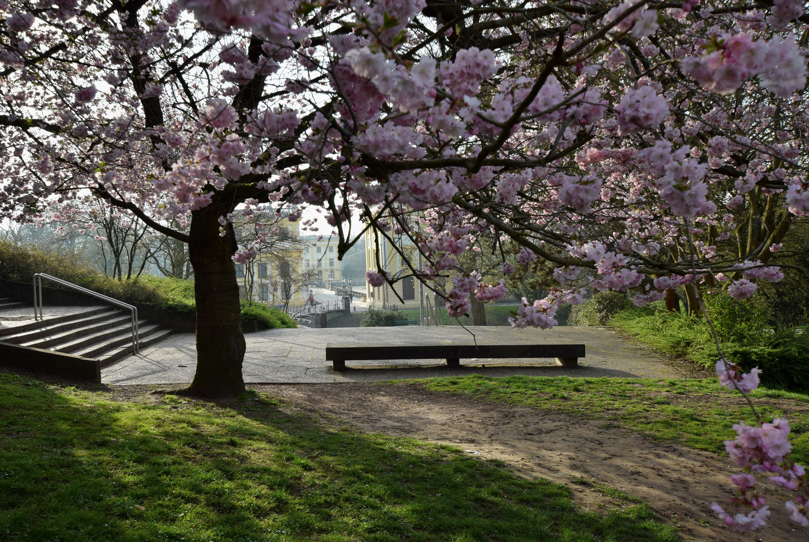 Kirschblüte