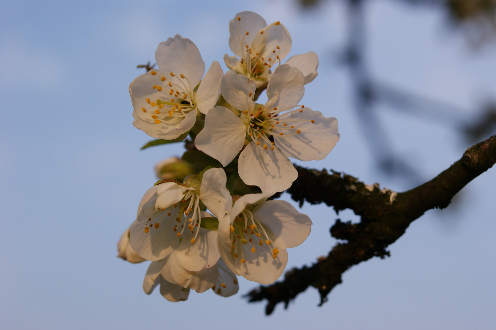 Kirschblüte