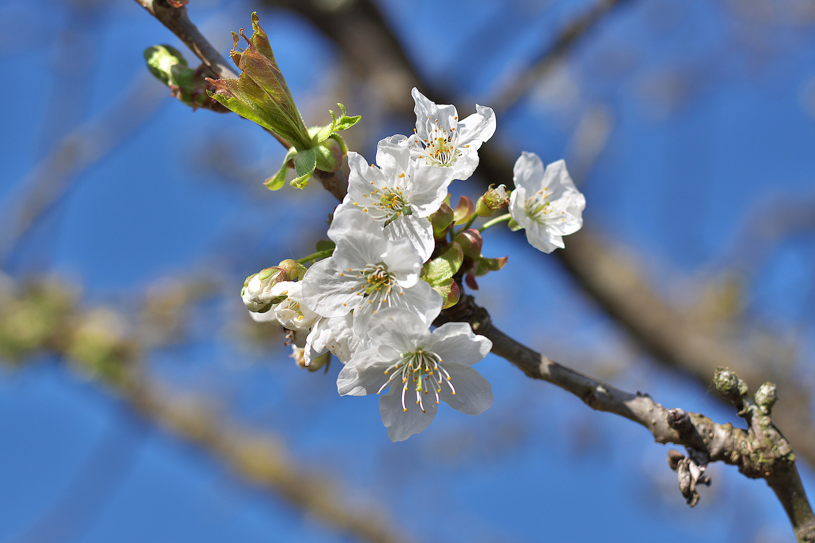 Kirschblüte