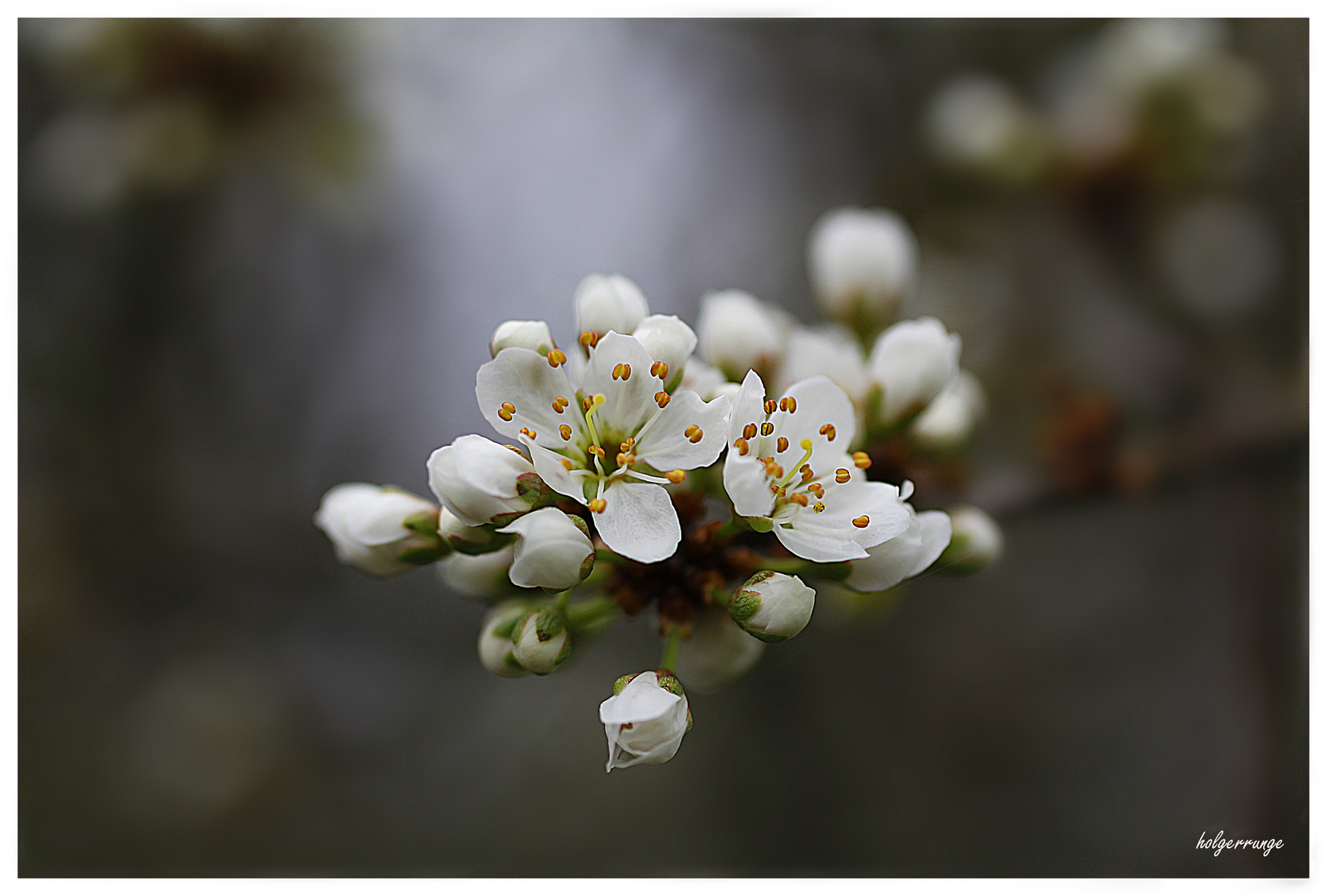 Kirschblüte