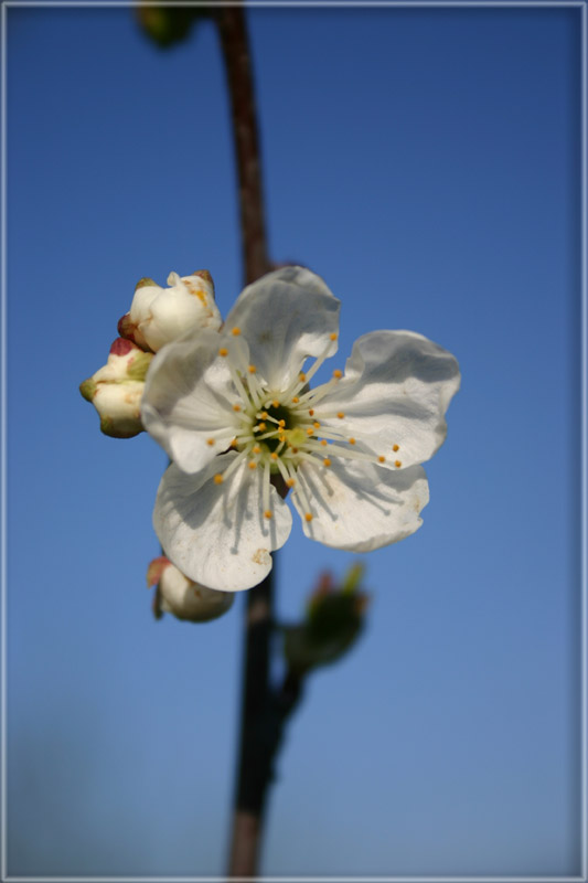 Kirschblüte