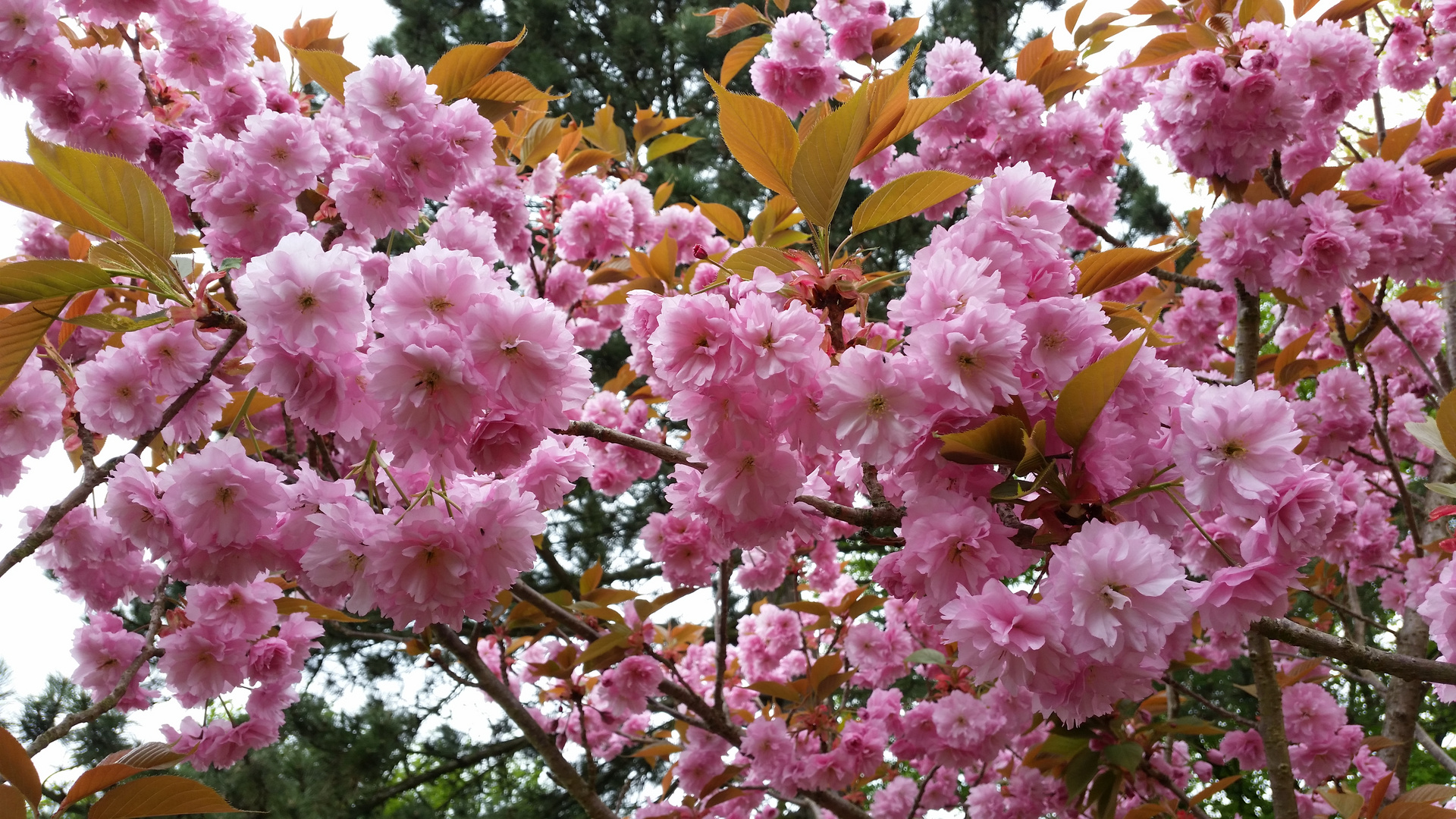 Kirschblüte