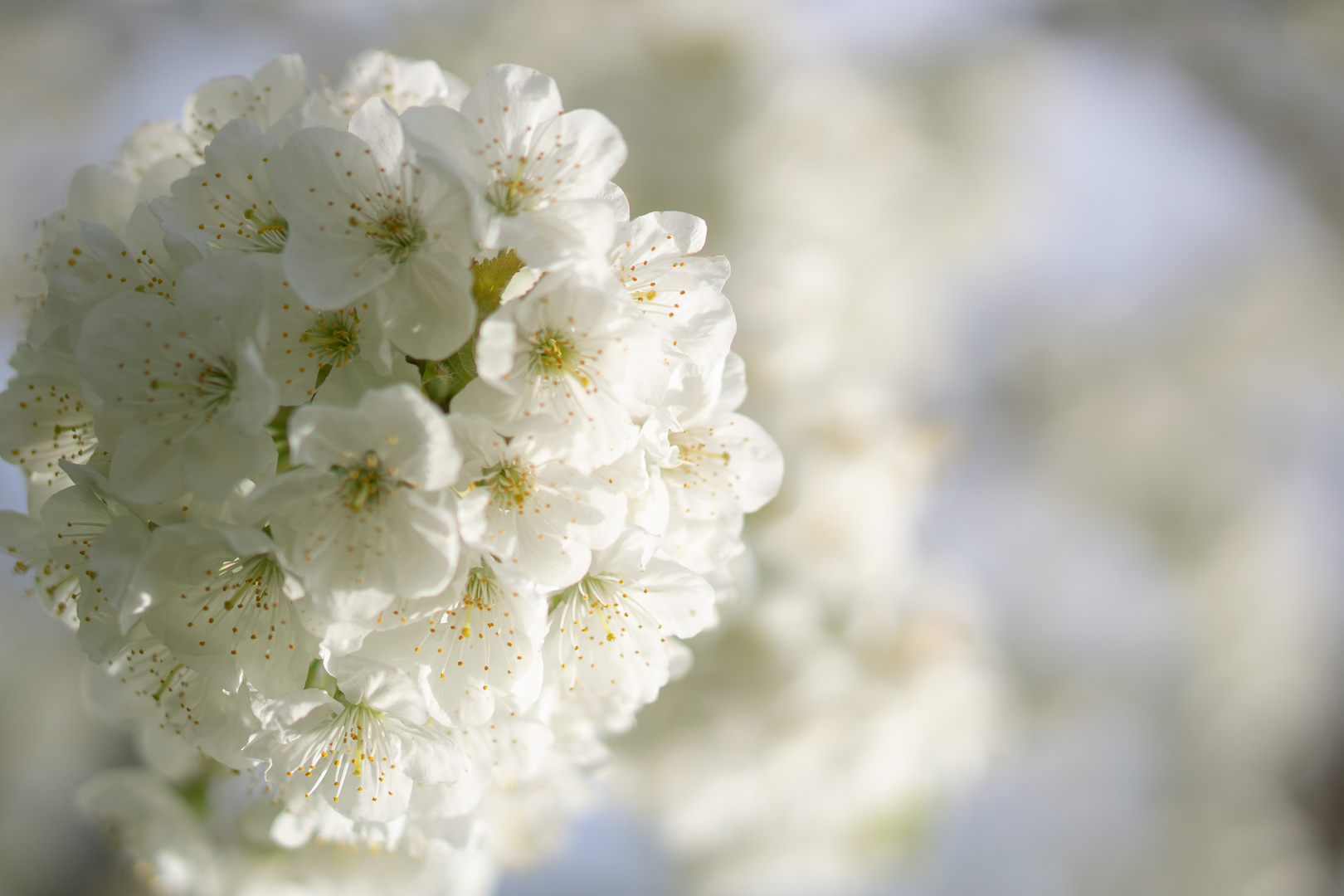 Kirschblüte