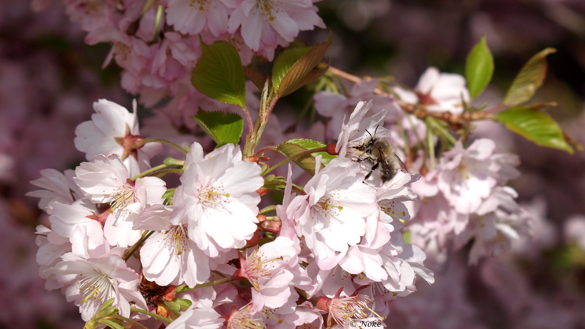 Kirschblüte