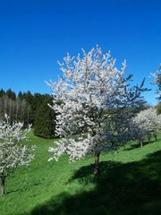 Kirschblüte