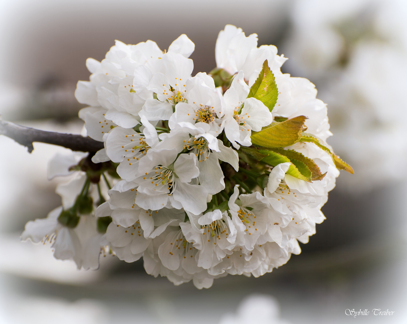 Kirschblüte