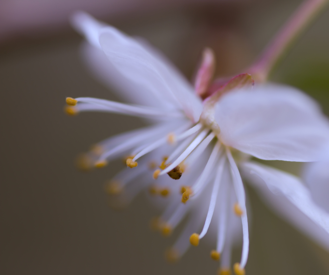 Kirschblüte