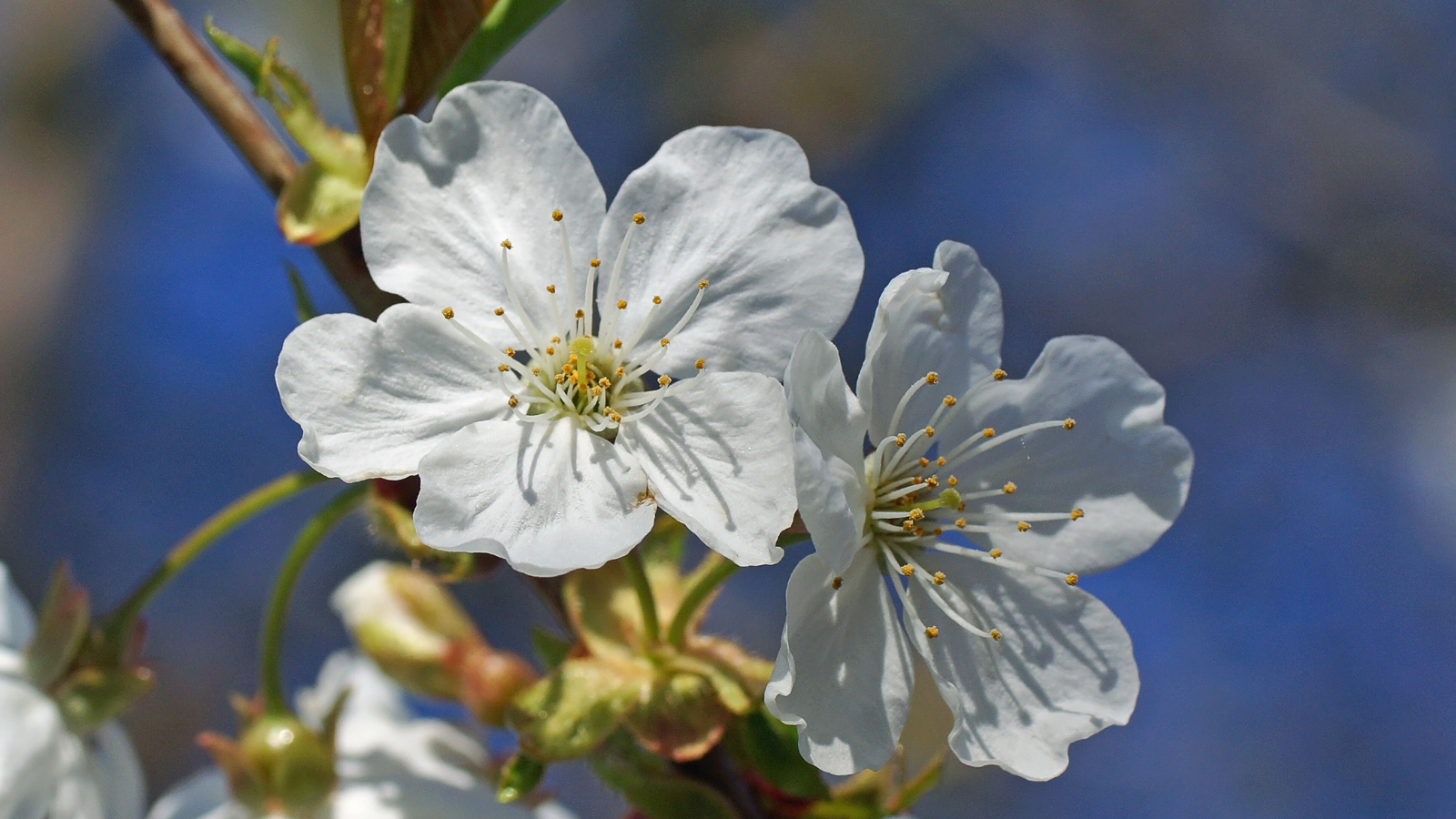 Kirschblüte