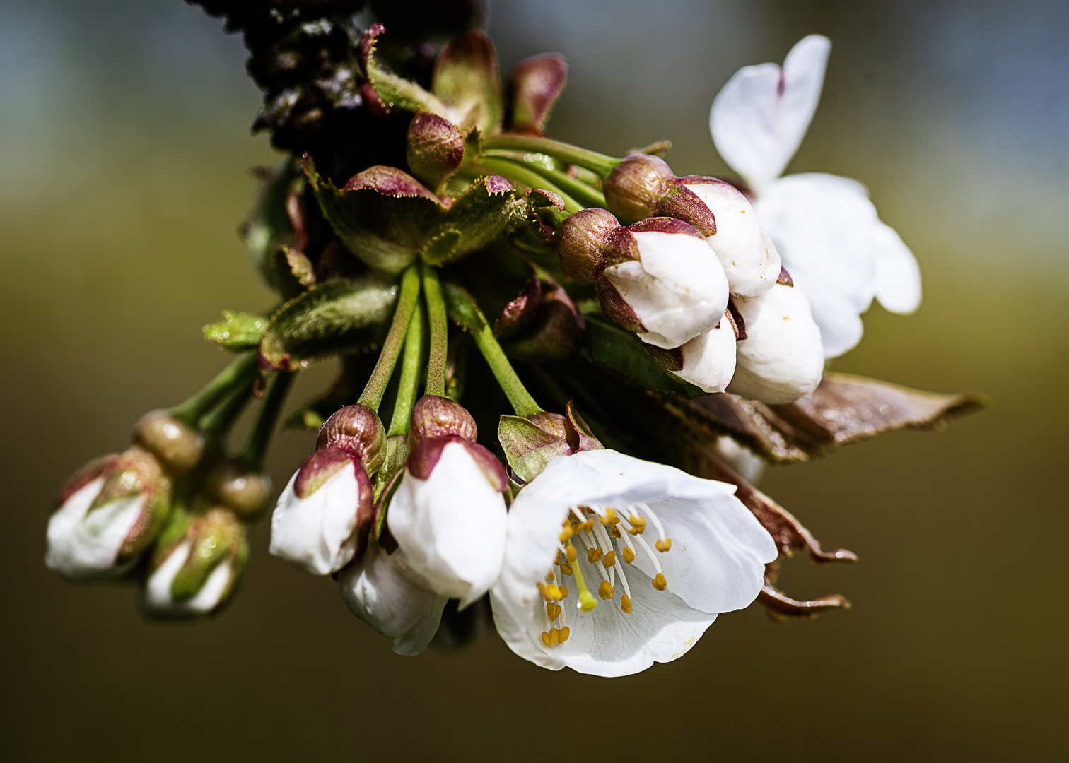 Kirschblüte