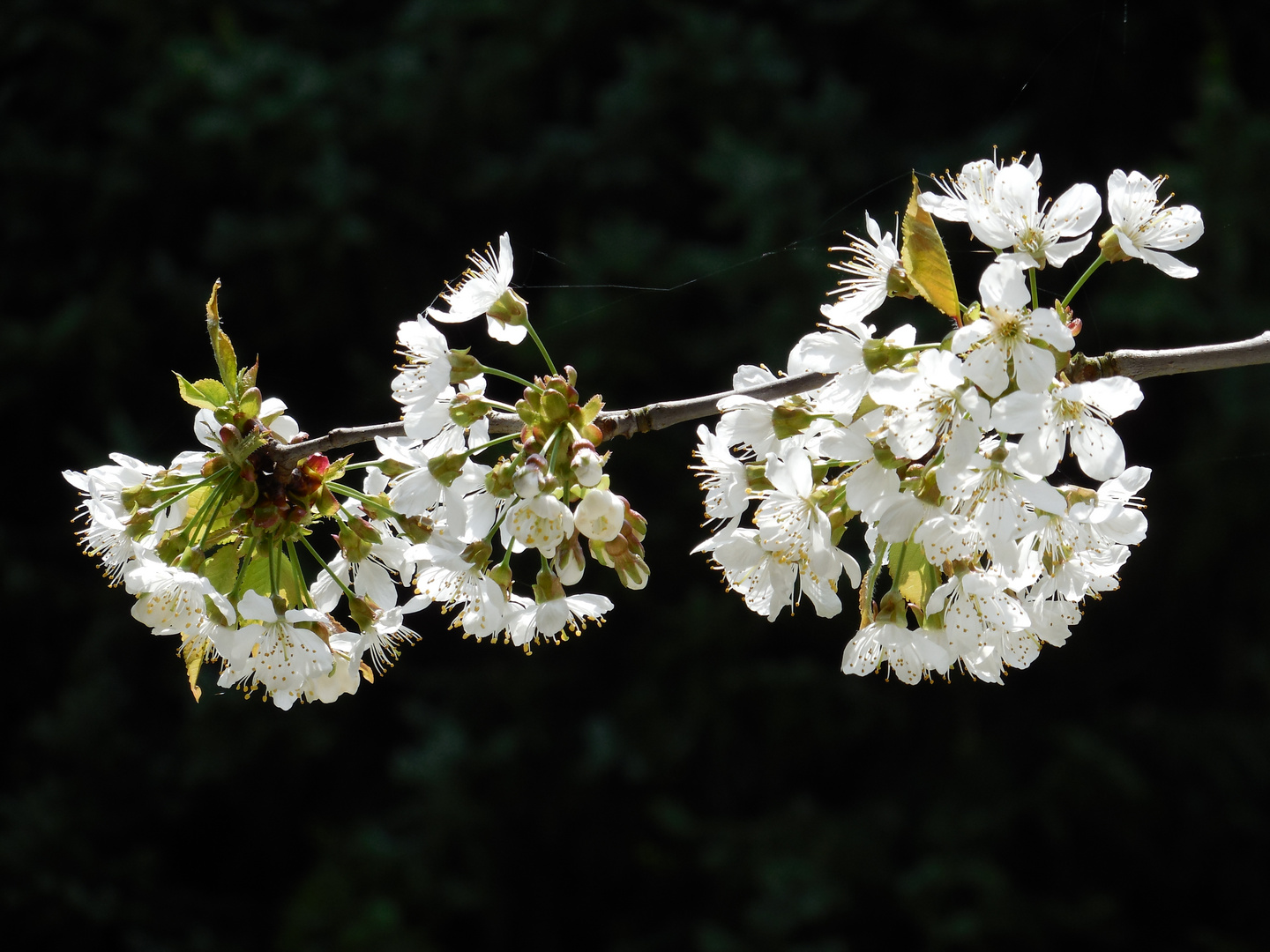 Kirschblüte