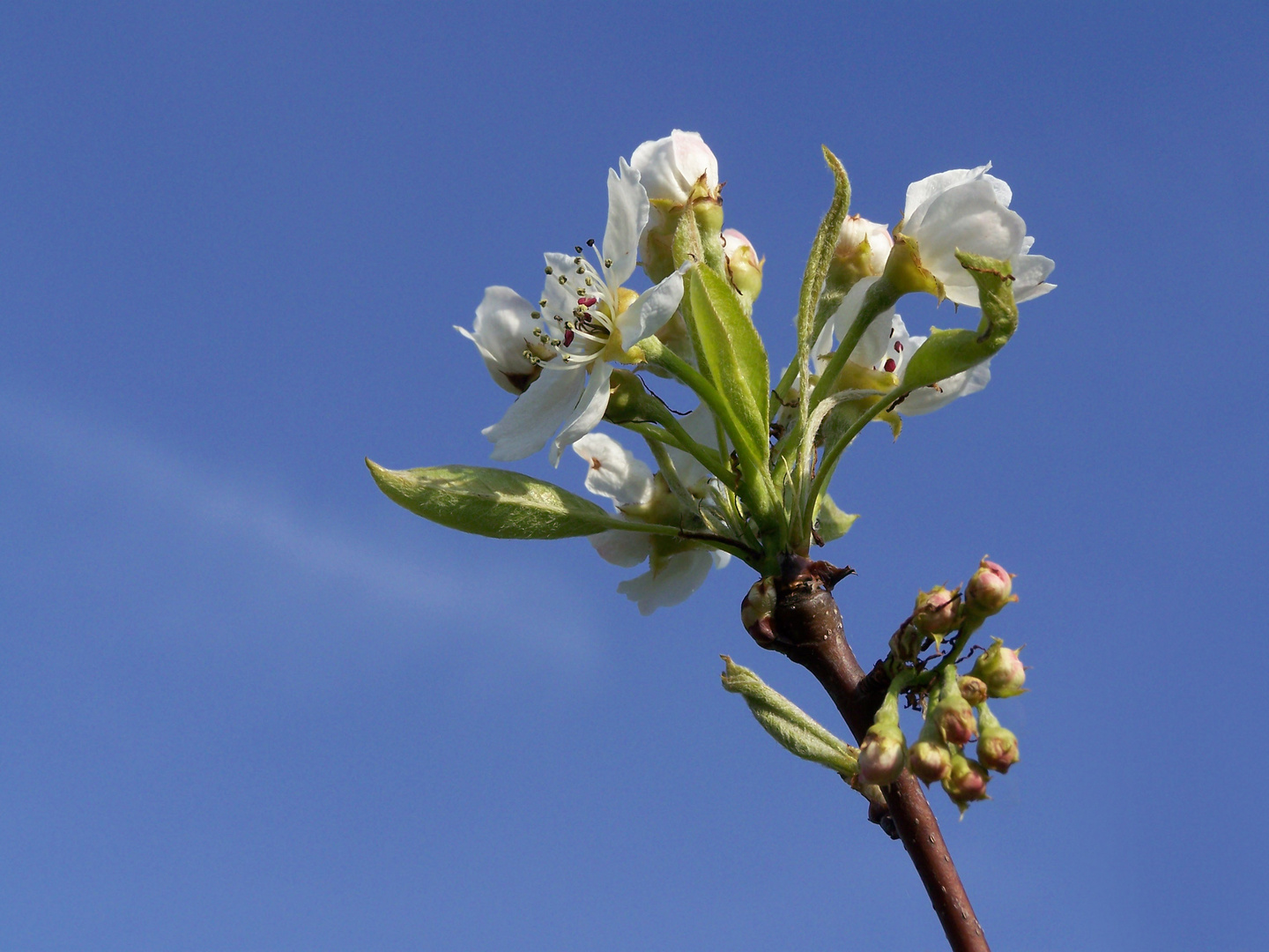 kirschblüte