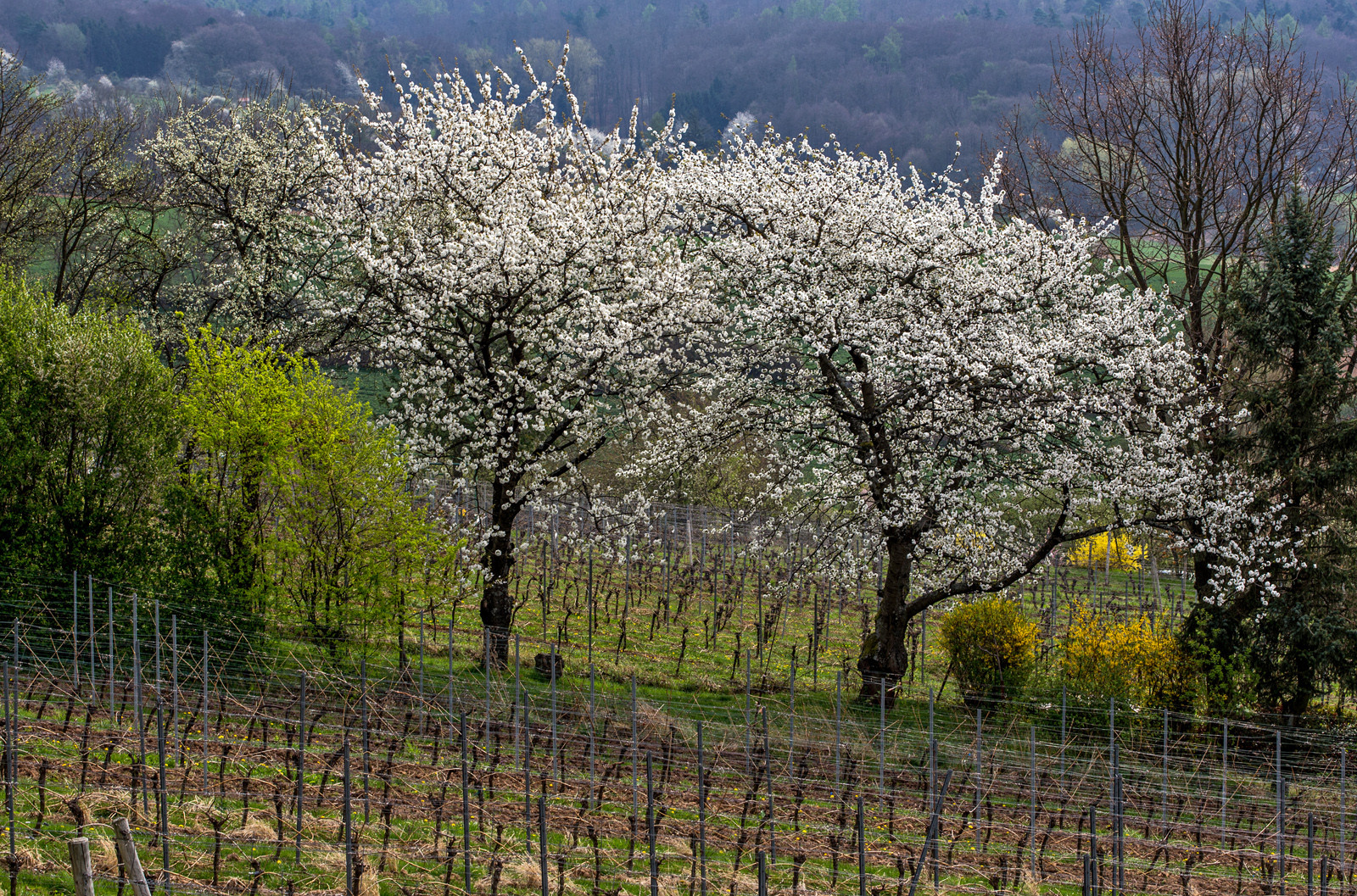 Kirschblüte