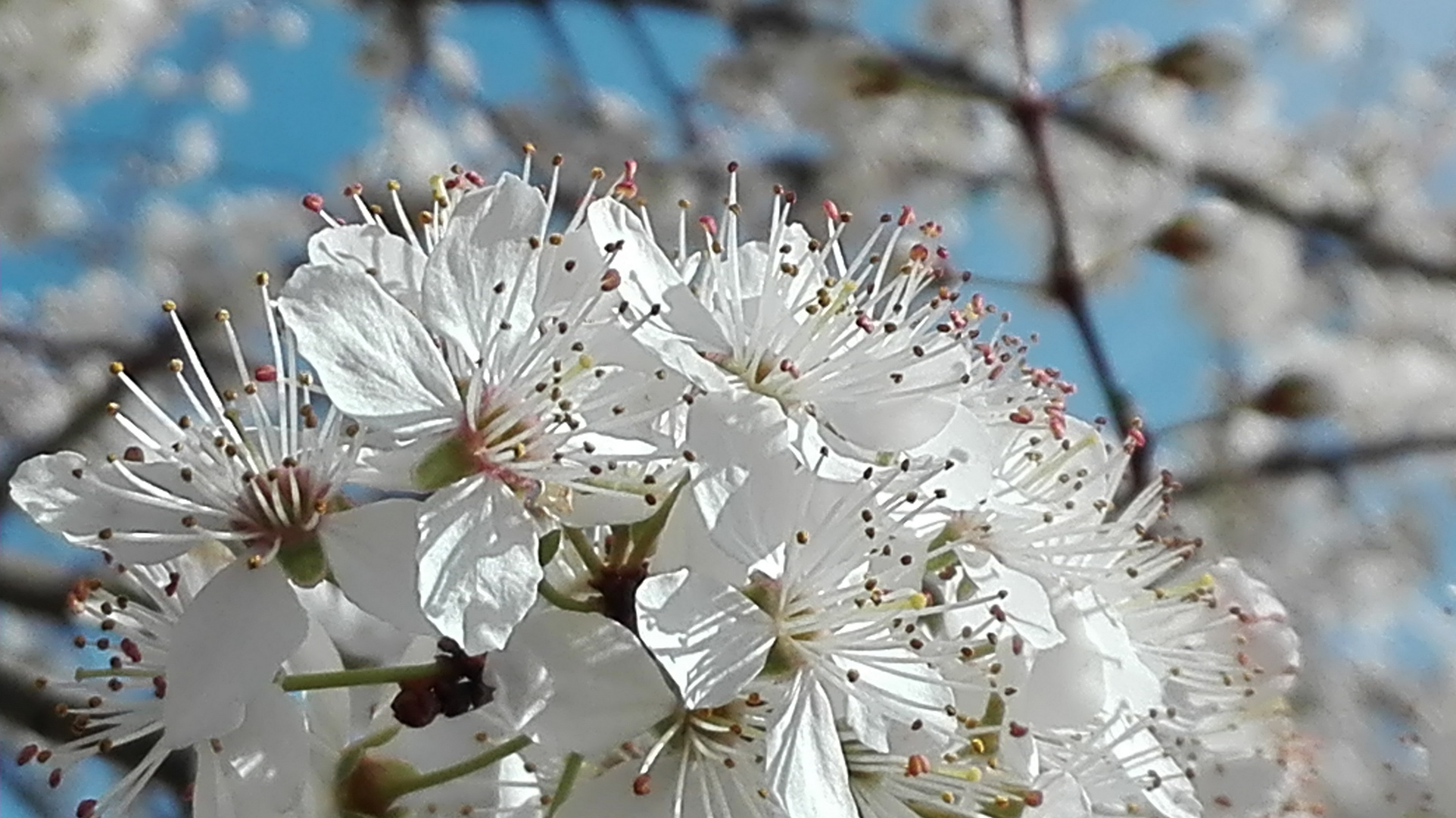 Kirschblüte