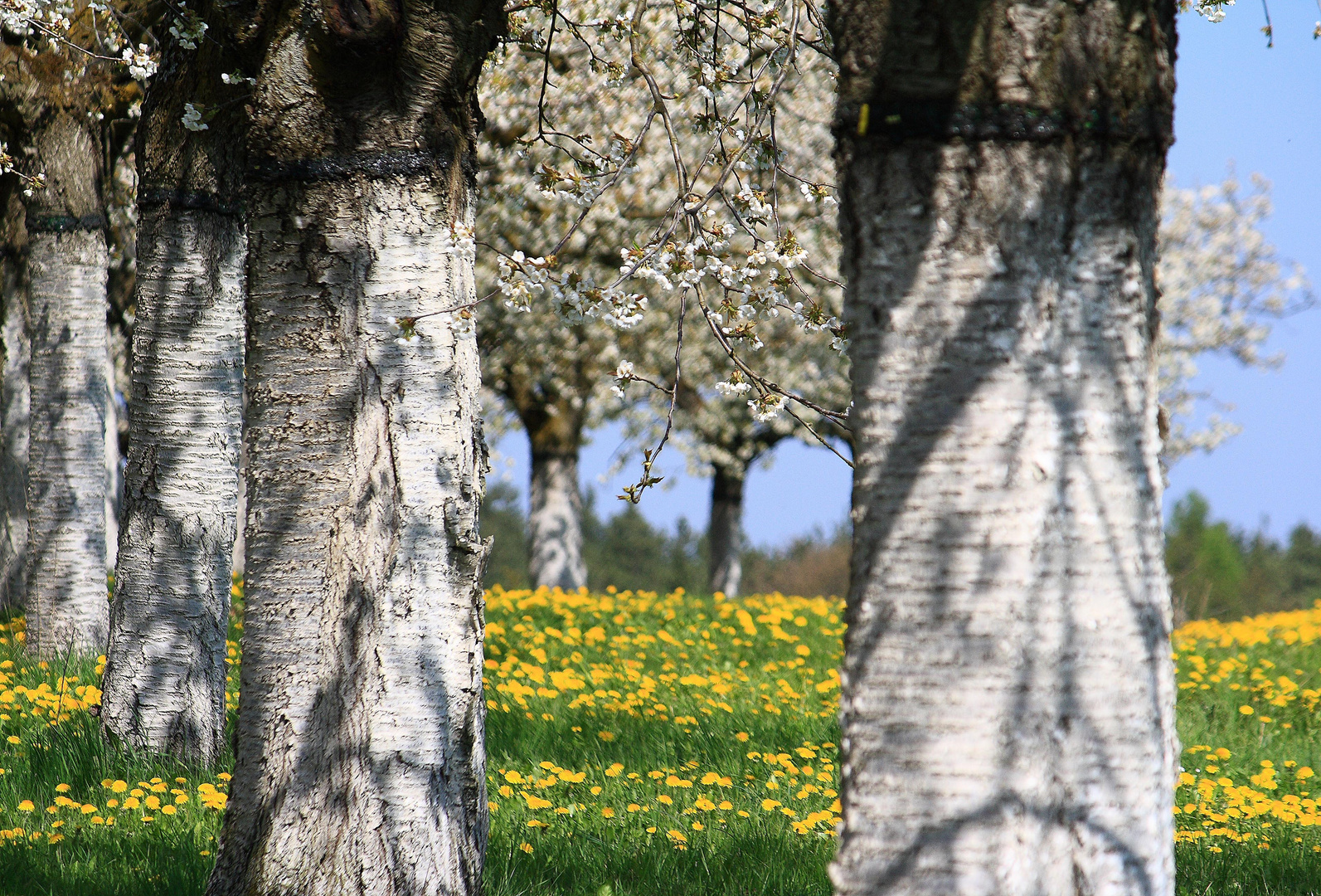 Kirschblüte