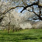 Kirschblüte