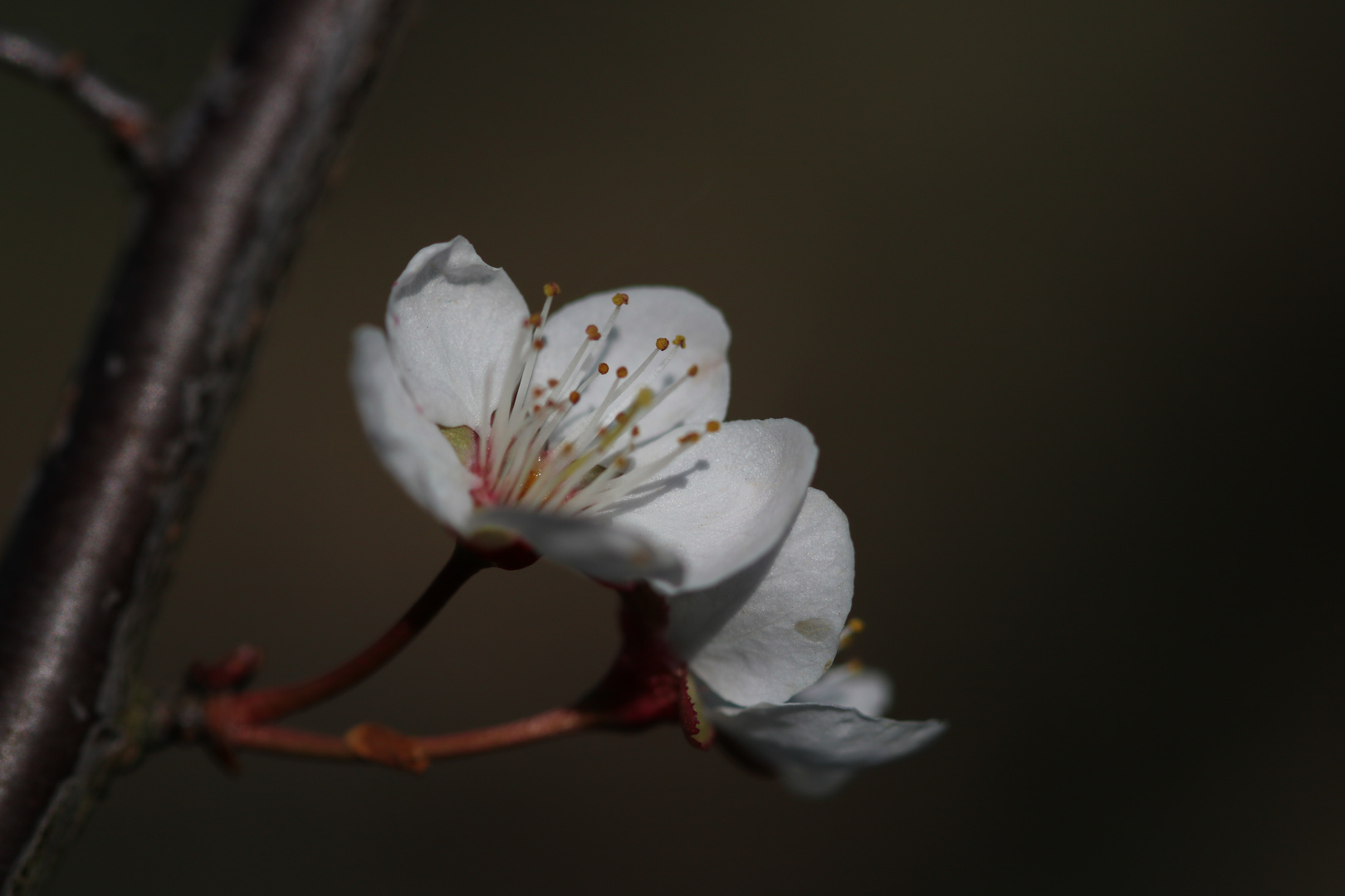 Kirschblüte